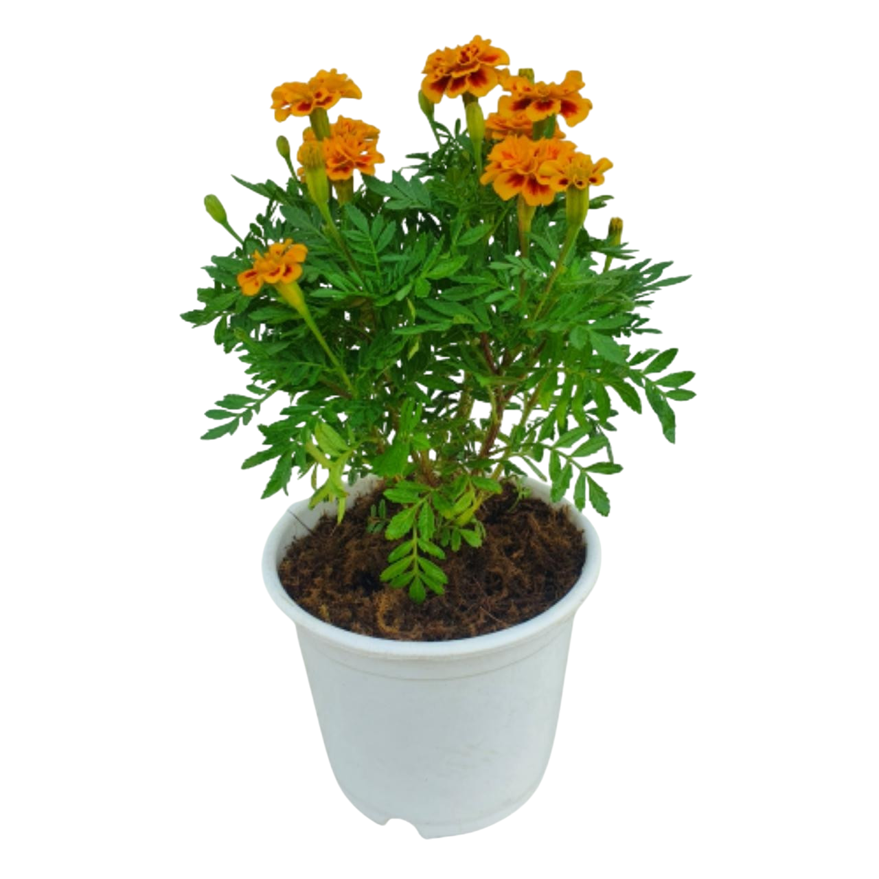 Jafri Plant - 6 inch 